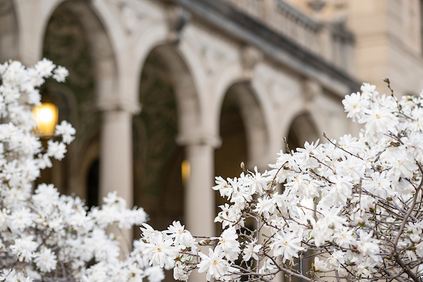 White flowers in front on Memorial Union.
