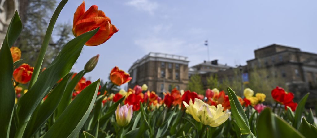 Tulip flowers at the base of Carillon Tower.